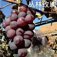 黑龙江省大庆市优质葡萄价格 _葡萄有哪些种类 葡萄的分类