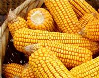鸡东农作物玉米种植合作社 鸡西厂家直销自种玉米现货