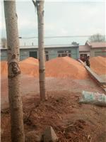 黑龙江绥化市脱粒干玉米供应销售_黑龙江脱粒干玉米有哪些用途