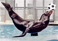 海狮表演海狮出租公司海洋动物展览