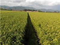 东北**农家水稻大量现货 宁安优质水稻批发价格