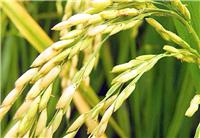 宁安较好的水稻种植专业合作社 **水稻新货订购