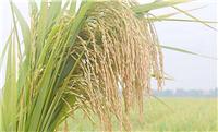 宁安17年新货水稻种植订购 牡丹江优质水稻种植合作社在哪