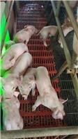黑龙江大庆优质生猪供应销售_肉猪养殖营养变化