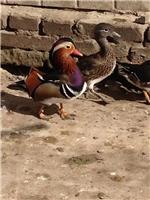 黑龙江绥化市优质观赏禽类供应_观赏鸟观赏禽类有哪些