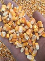 大庆市优质脱粒干玉米供应销售，大庆市精品玉米找哪家