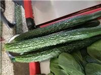 内蒙古乌兰浩特优质蔬菜供应销售_乌兰浩特优质黄瓜供应销售！黄瓜的营养价值
