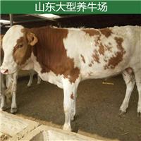 鲁西黄牛价格  湖南地区大型养牛场 肉牛养殖基地