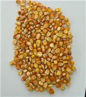 富锦优良品种玉米销售厂家 佳木斯优质玉米大量现货