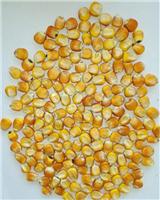 富锦高营养玉米价格 佳木斯非转基因玉米 黄玉米粒