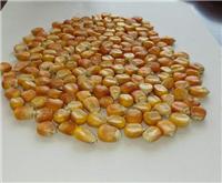 供应富锦原生态玉米价格 优质黄玉米 量多优惠
