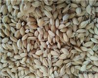 黑龙江桦川东北圆粒米散装供货 黑土地优质品种大米价格