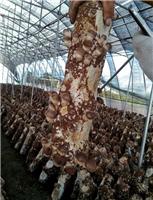 穆棱自产自销营养香菇产地直供 牡丹江17年新货香菇 订购电话