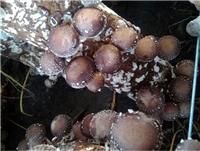 黑龙江食用菌新鲜香菇 农产品香菇 穆棱优质食品香菇厂家批发