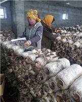 牡丹江新鲜平菇批发市场 穆棱优质平菇厂家出售直销