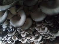 穆棱食用菌种植合作社 农家无添加平菇 优质平菇长期供应