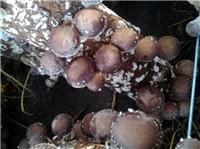 穆棱专业香菇种植技术 **香菇生产种植基地