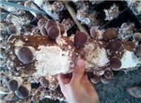 牡丹江新货农家香菇批发电话 优质土特产食用菌香菇批发