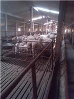 扎赉特旗肉羊养殖场价格