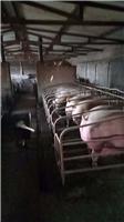 呼伦贝尔专业生猪养殖厂