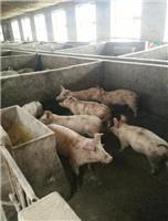 穆棱肉猪养殖场直销 17年肉猪批发价格