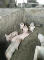 穆棱肉猪大量批发养殖合作社 农家养殖肉猪常年供应