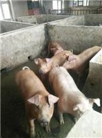 穆棱肉猪专业技术饲养厂家 优质品种肉猪 欢迎致电