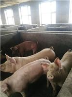 牡丹江大型肉猪养殖场 穆棱肉猪去哪买便宜