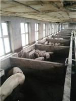 穆棱肉猪养殖合作社 优质肉猪现货大量供应
