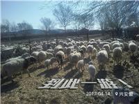 扎赉特旗肉羊养殖场