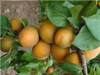 大荔县珍珠油杏基地 优质珍珠油杏产地 大棚珍珠油杏价格