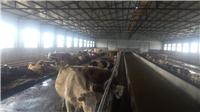 克东县专业肉牛养殖