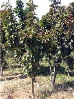 保定山杏供应——大汉绿洲园林