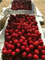 红灯樱桃批发 沙蜜拖樱桃价格 温室布鲁克斯樱桃基地 布鲁克斯樱桃产地 美早樱桃基地价格