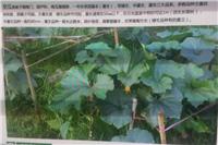 宝清专业白瓜种植技术 绿色放心食品白瓜西葫芦