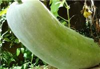 双鸭山宝清绿色种植白瓜 生态种植白瓜茭瓜西葫芦
