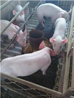 饶河县生猪养殖合作社 优质生猪大量现货批发