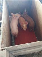 双鸭山优质生猪 基地专业养殖生猪 长期供货