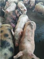 双鸭山苗猪价格 饶河县猪养殖场小猪出售