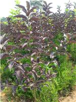 保定优质紫叶稠李批发——大汉绿洲园林