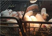 佳木斯桦南县养猪场供应 优质生猪肉猪价格