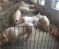 佳木斯市桦南县农家养殖生猪 无污染生猪长期供应