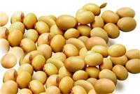 优质黑龙江高蛋白大豆 种植合作社特级黄豆