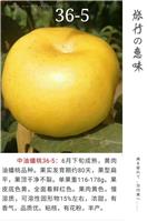 山东苹果新品种鲁丽苹果苗金冠8-18桃苗风味太后油蟠桃苗