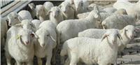 黑龙江穆棱市绵羊有卖 供应优质纯种绵羊