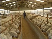穆棱市优质绵羊养殖场 优质品种绵羊常年供应