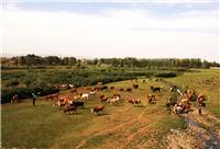 出售内蒙古肉牛种牛各种品种 牛场位于河北省承德手棋盘山,可带领买牛 欢迎您的咨询