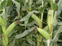 富锦市合作社优良品种玉米 绿单2号玉米长期现货