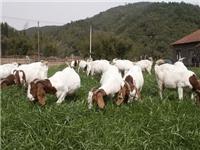 齐齐哈尔专业肉羊养殖