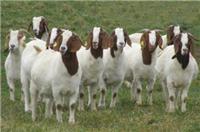 齐齐哈尔市嘉宝羊养殖农民专业合作社